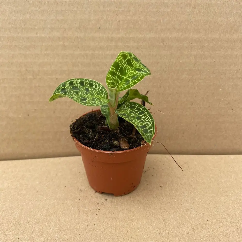 Jewel Orchid (Machodes petola)