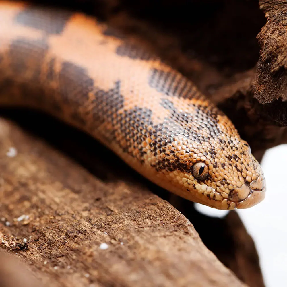 Kenyan Sand Boa Setup
