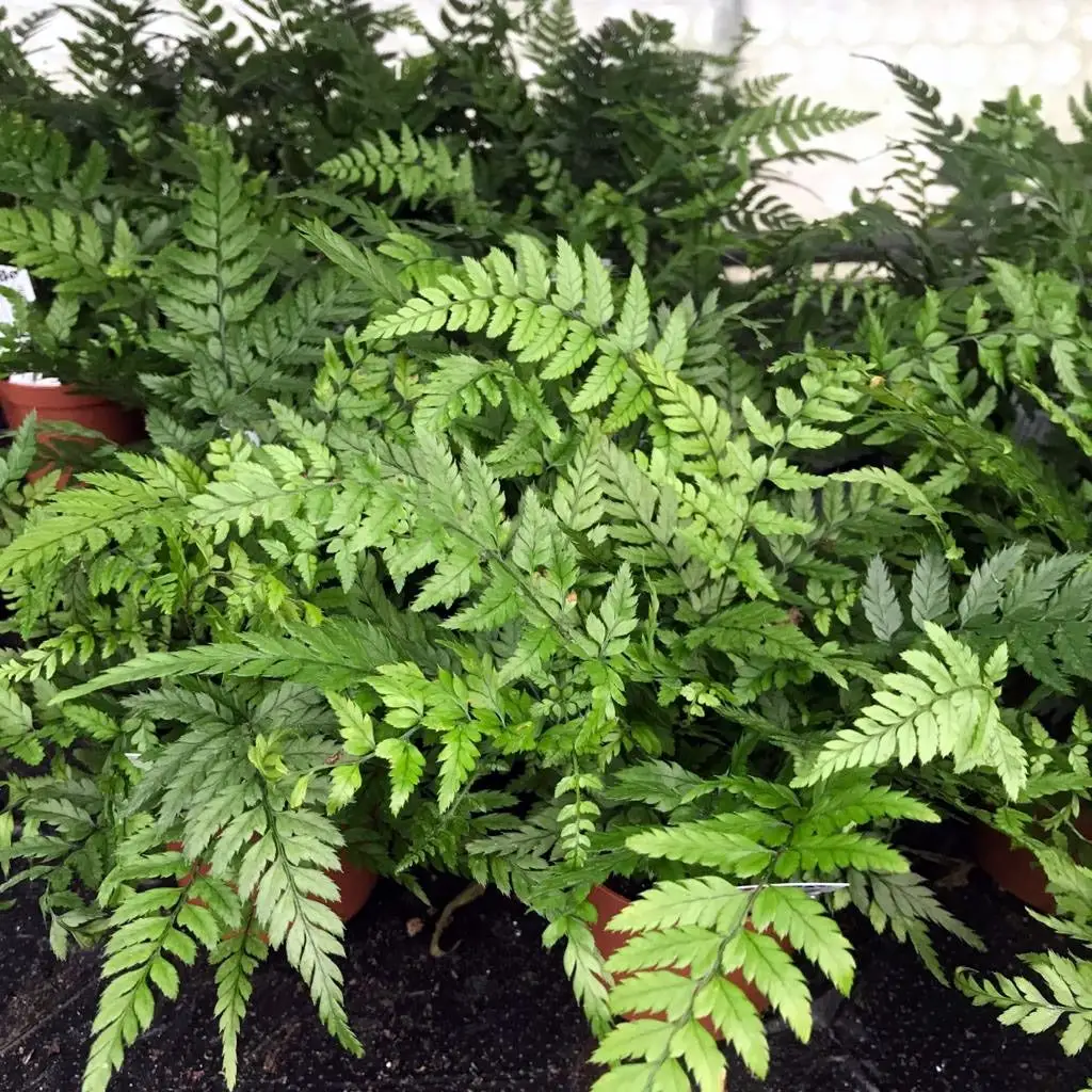 Korean Rock Fern (Polystichum tsus-simense)