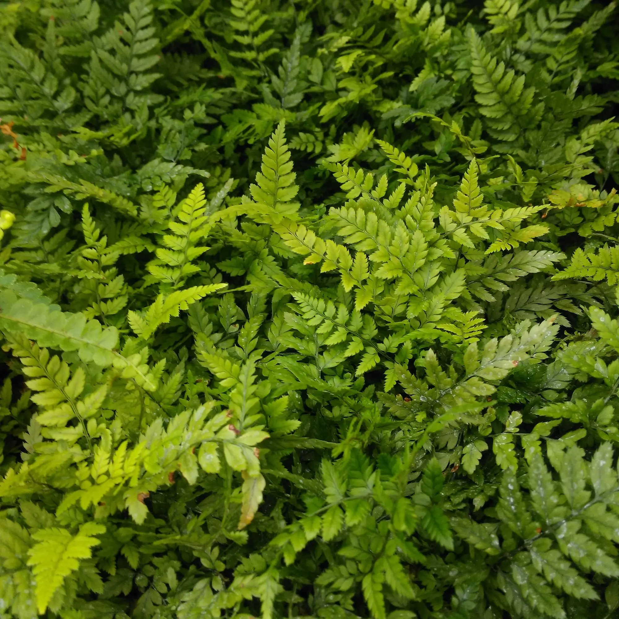 Korean Rock Fern (Polystichum tsus-simense) - Image 3