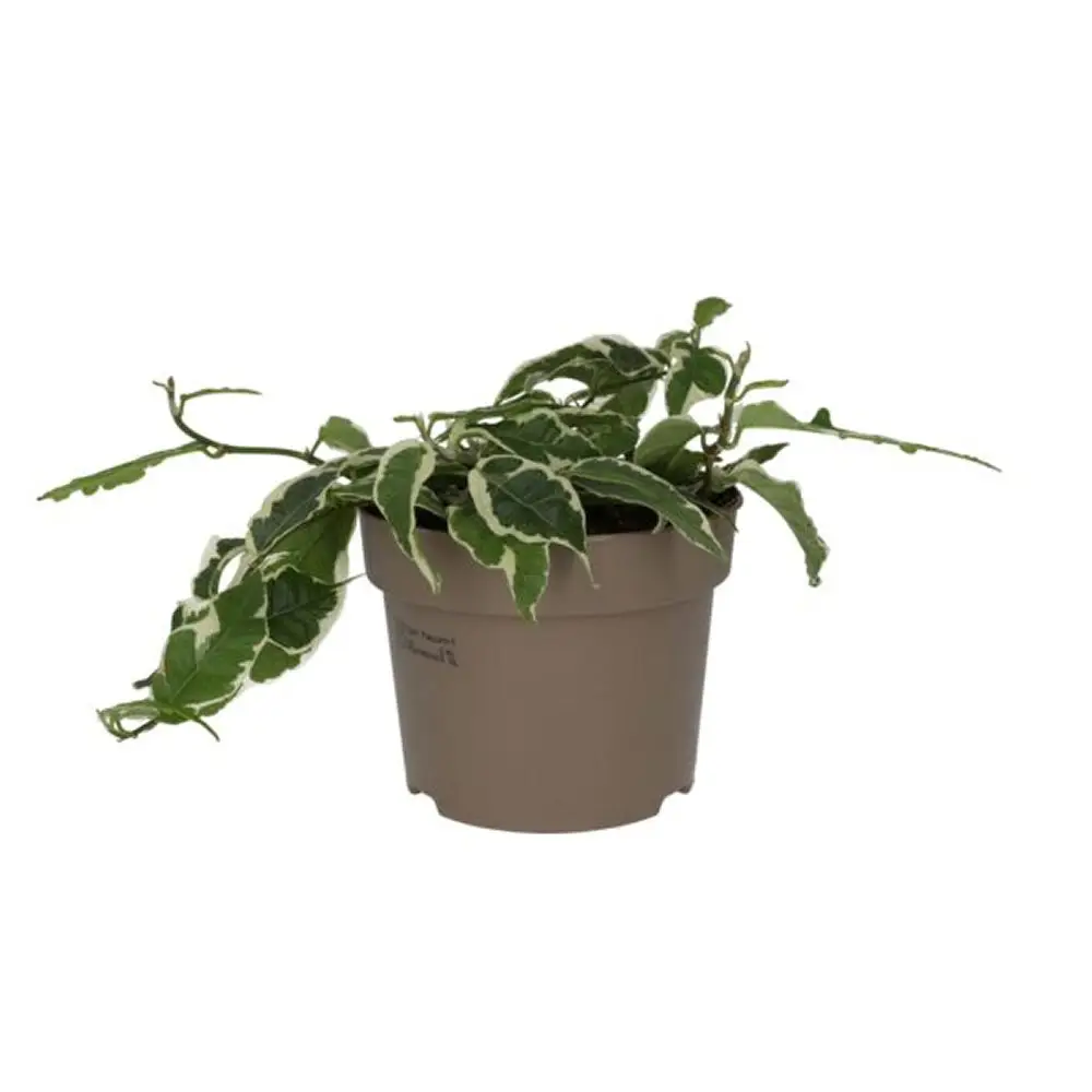 Large Leaf Creeping Fig 'Variegated' (Ficus radicans)