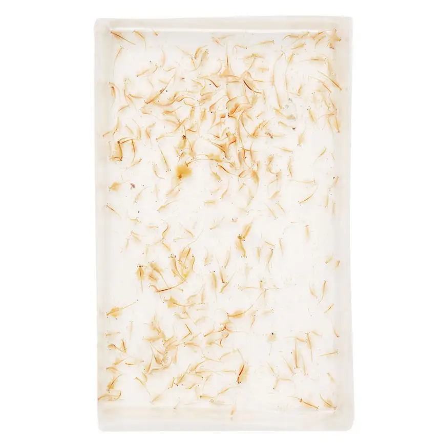 Live Brine Shrimp 100ml