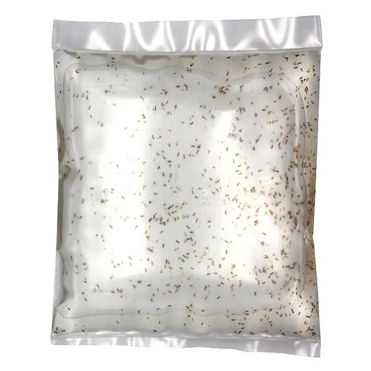 Live Copepods 100ml