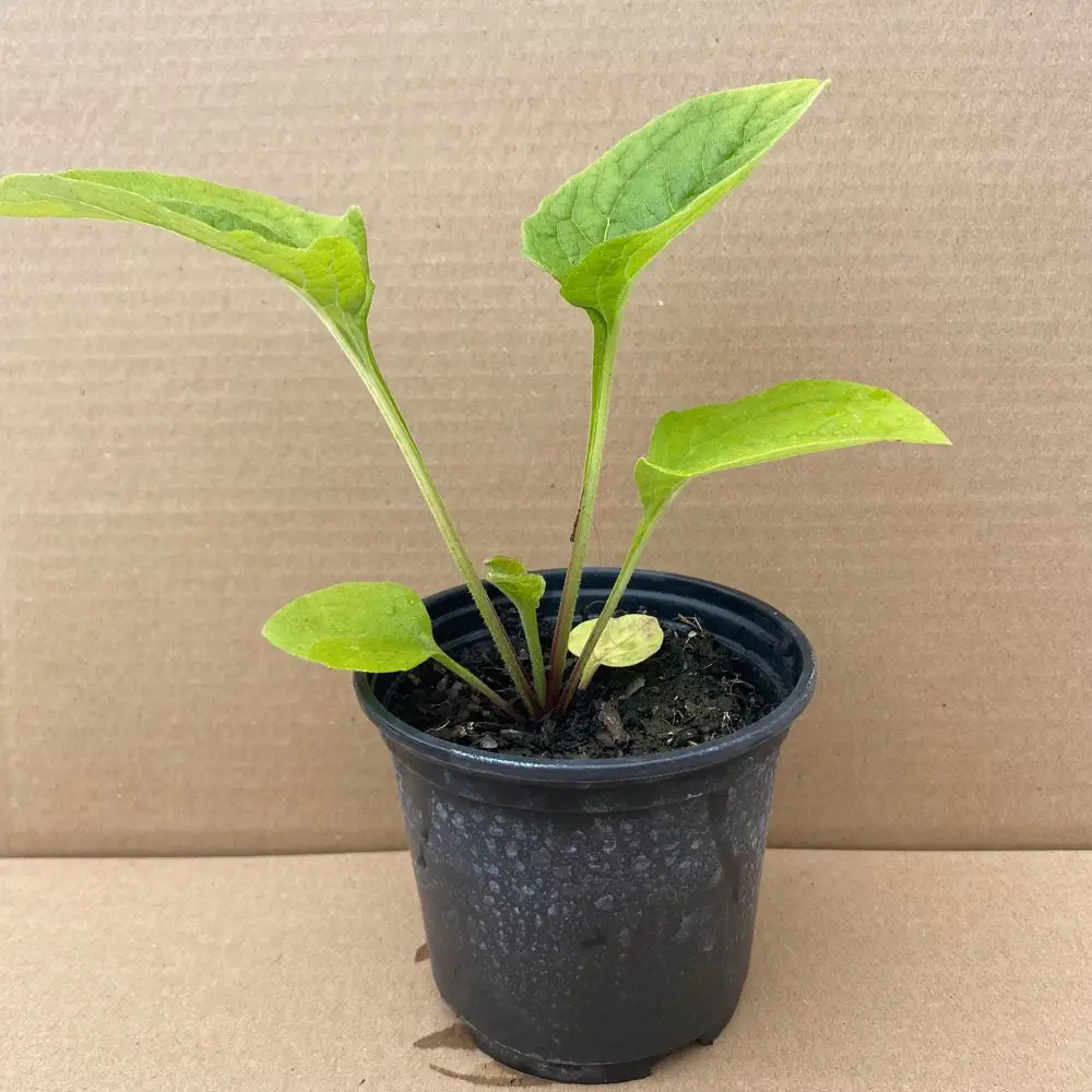 Live Food Cone Flower