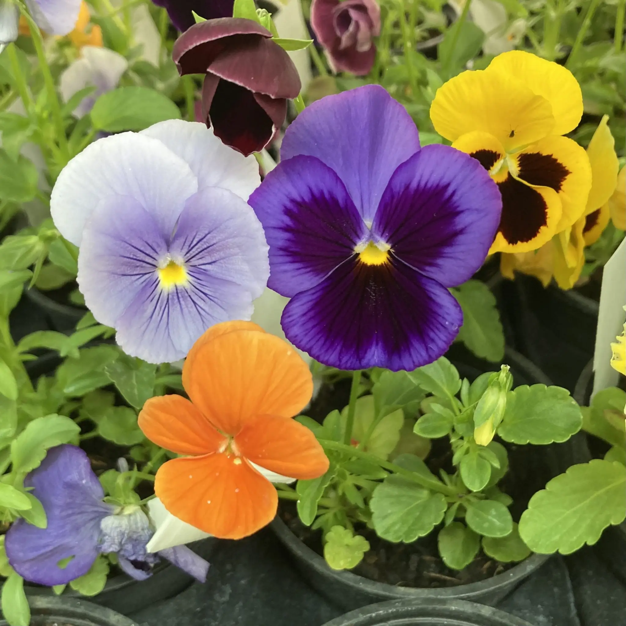Live Food Pansy