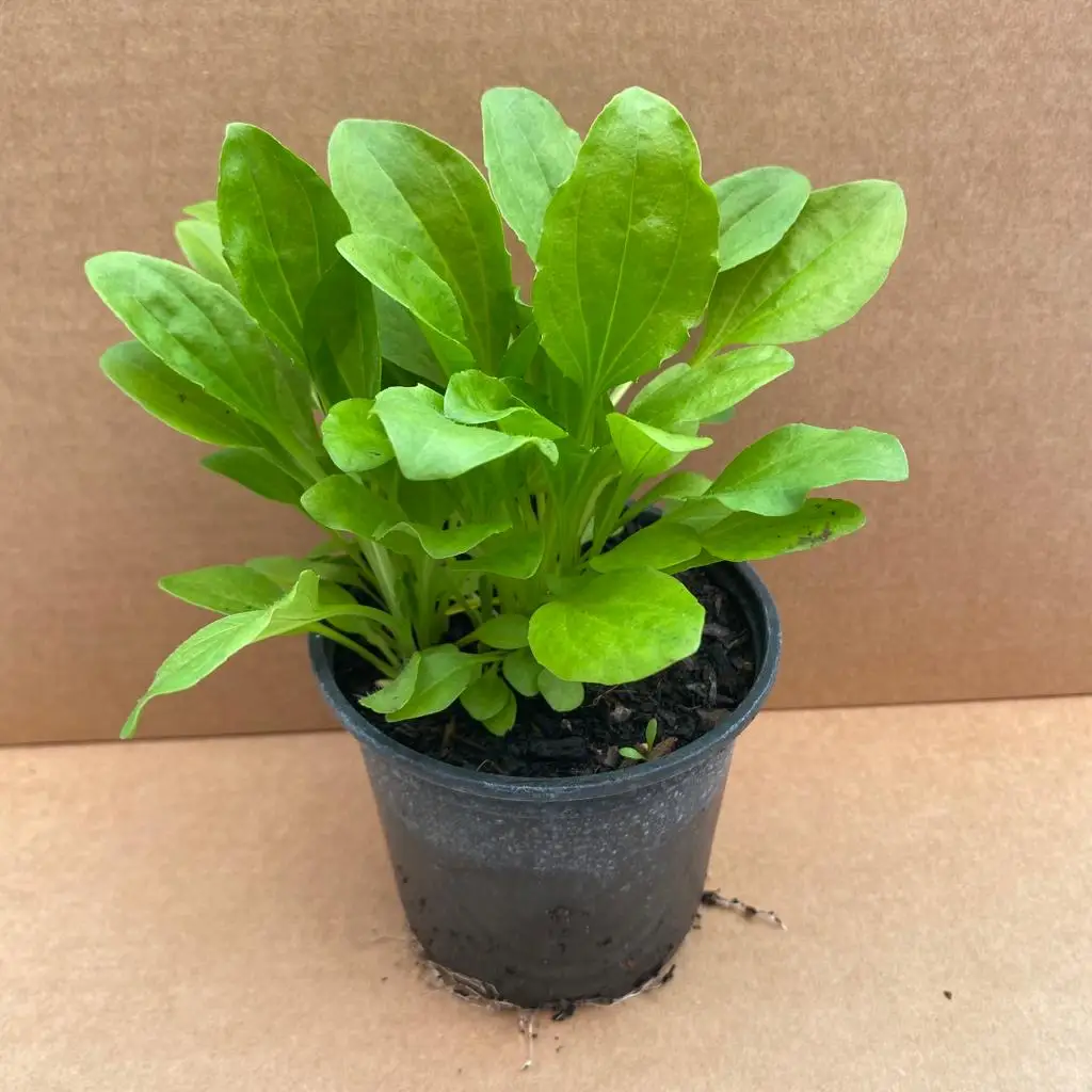 Live Food Plant Broadleaf Plantain