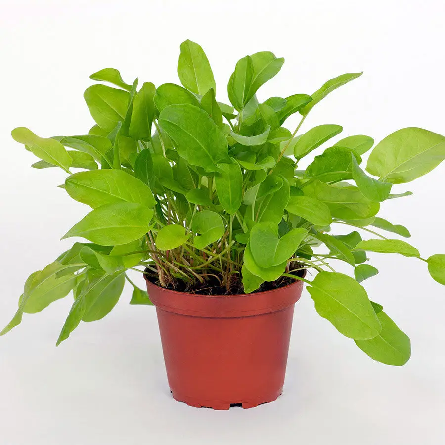 Live Food Plant Common Sorrel