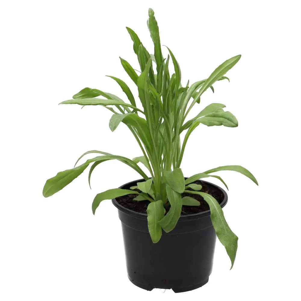 Live Food Plant Cornflower
