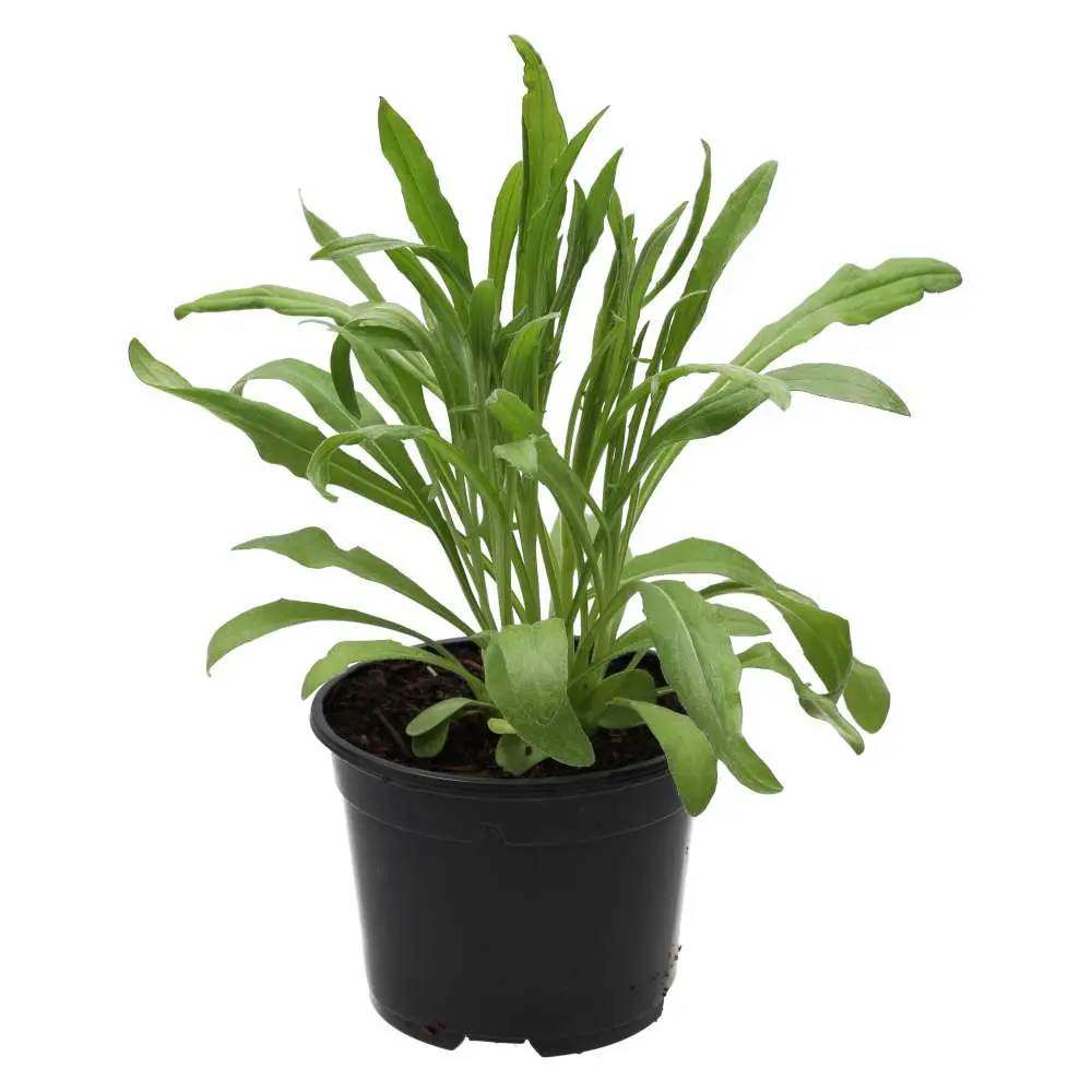 Live Food Plant Cornflower - Image 2