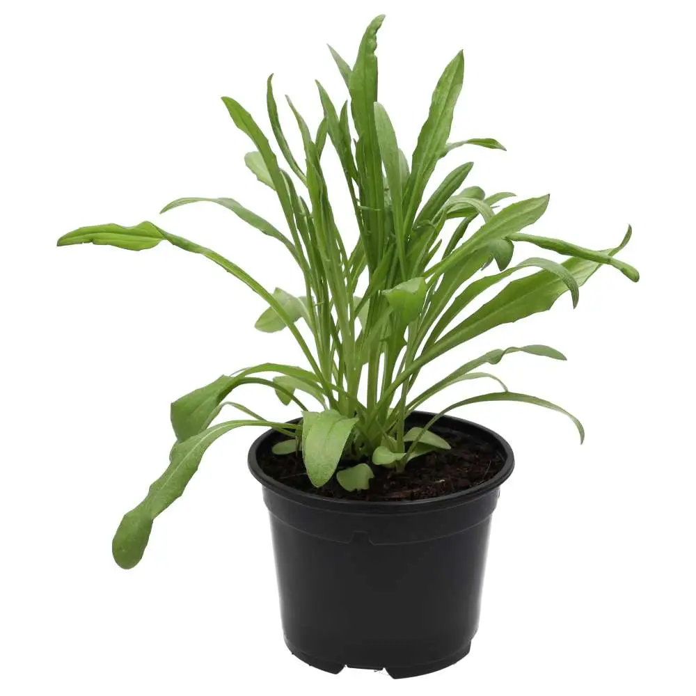 Live Food Plant Cornflower - Image 4