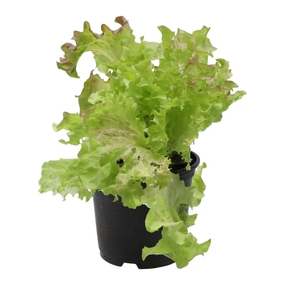 Live Food Plant Lollo Rosso 10cm pot