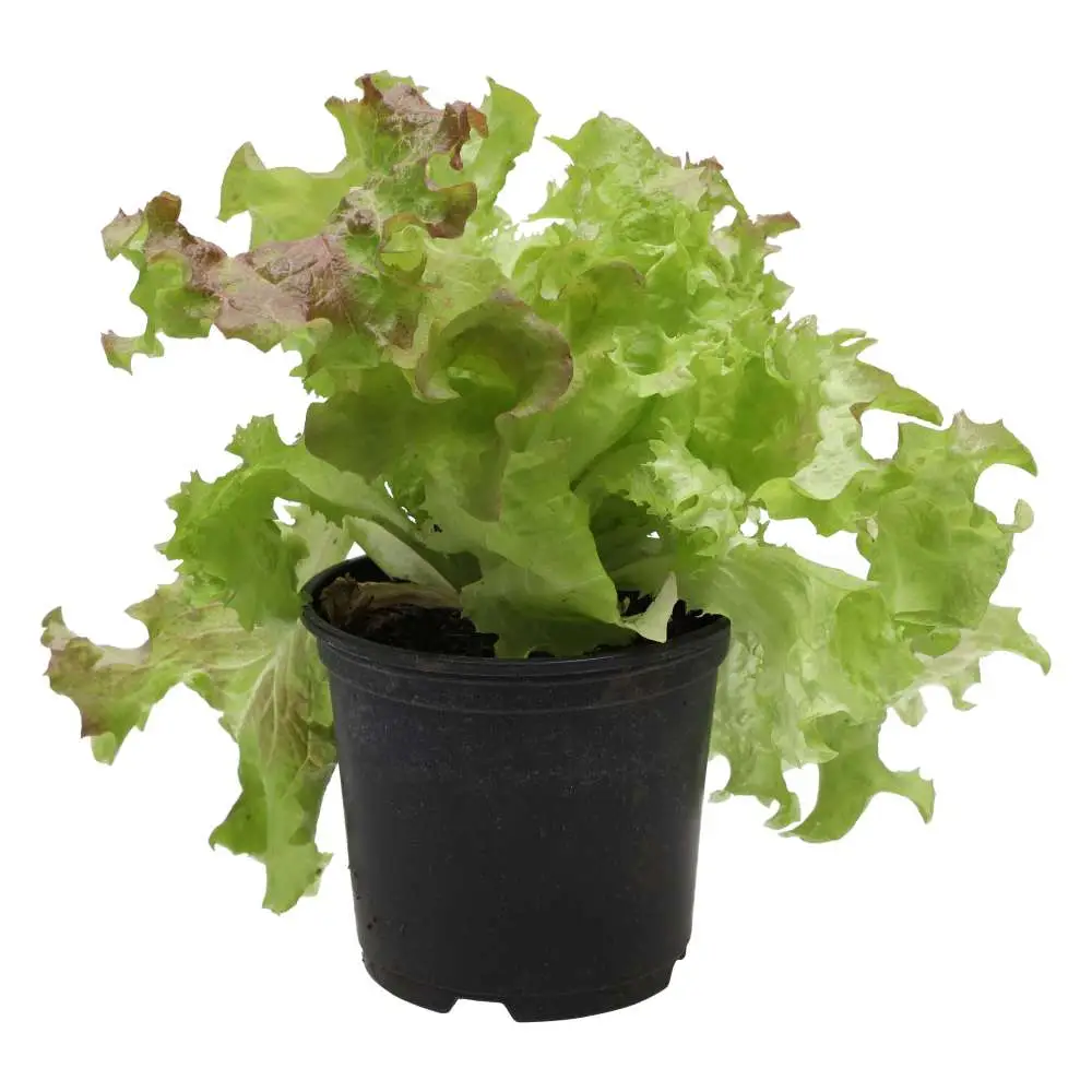 Live Food Plant Lollo Rosso 10cm pot - Image 2