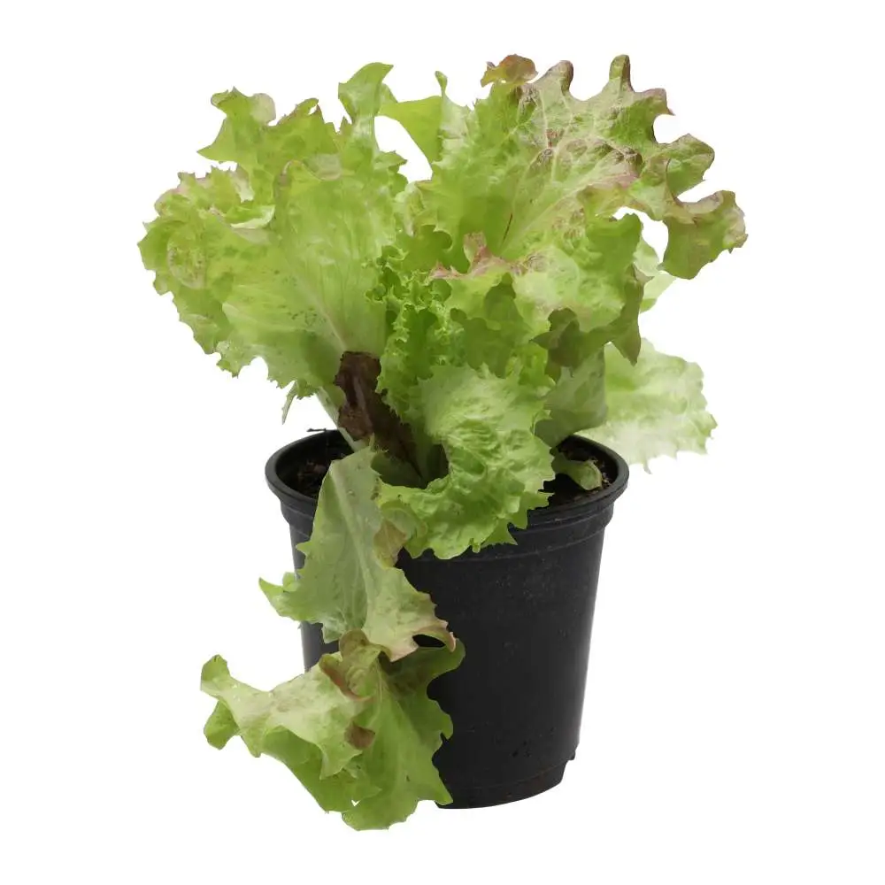 Live Food Plant Lollo Rosso 10cm pot - Image 3
