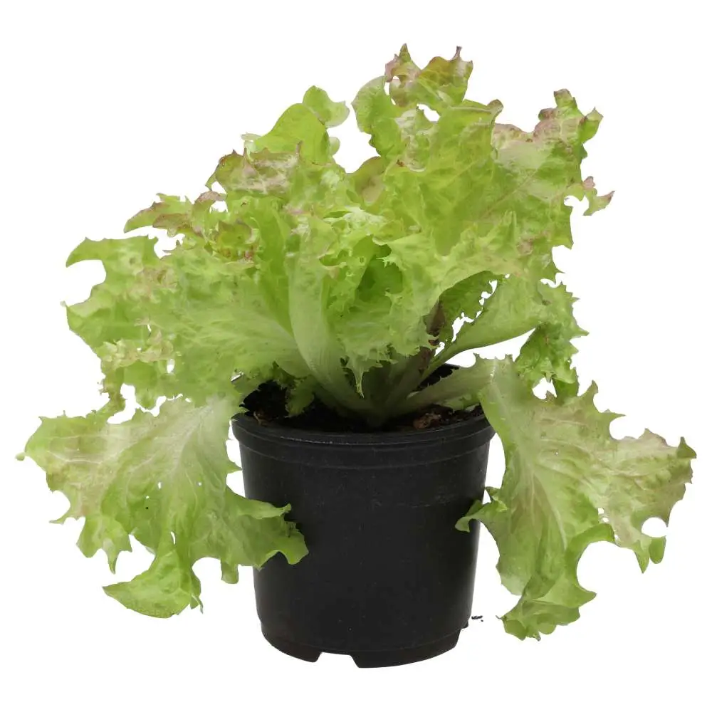 Live Food Plant Lollo Rosso 10cm pot - Image 4