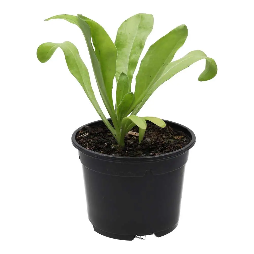 Live Food Plant Marigold (10cm pot) - Image 2