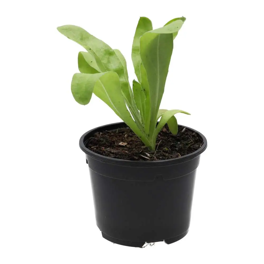 Live Food Plant Marigold (10cm pot) - Image 3