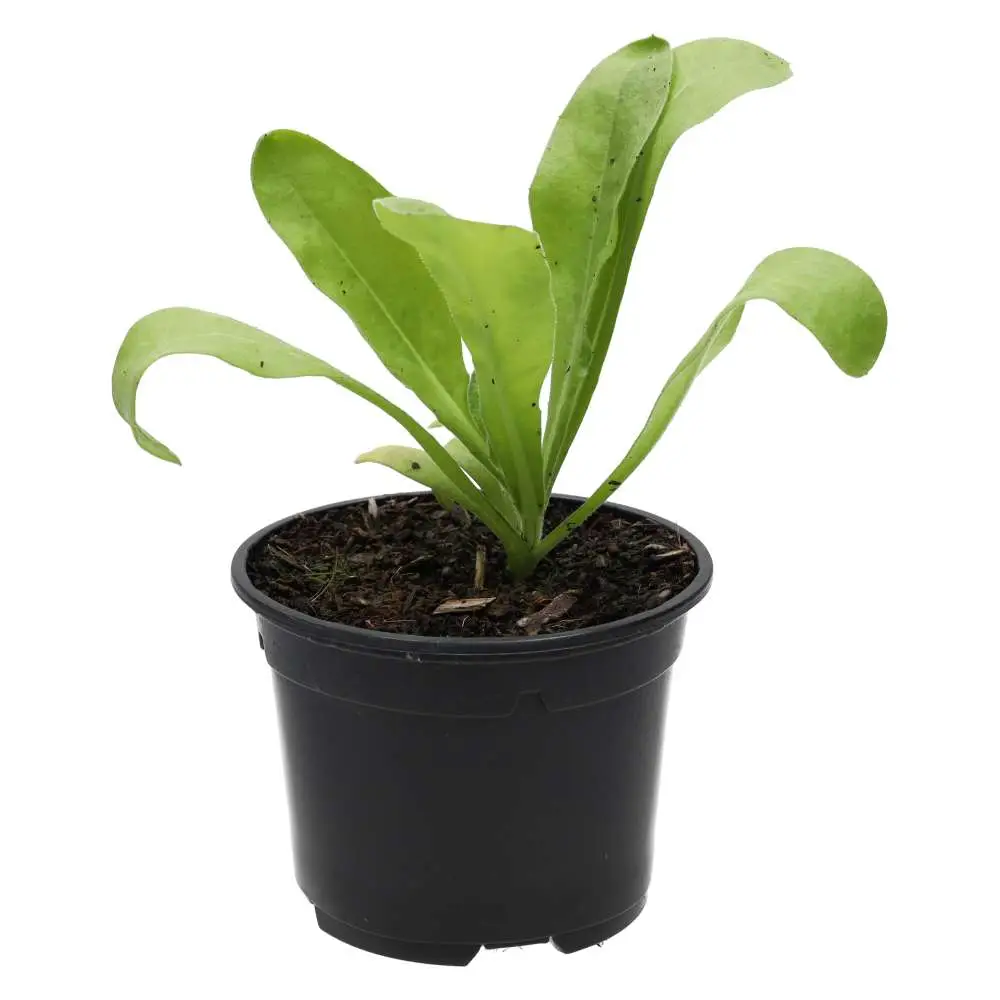 Live Food Plant Marigold (10cm pot) - Image 4