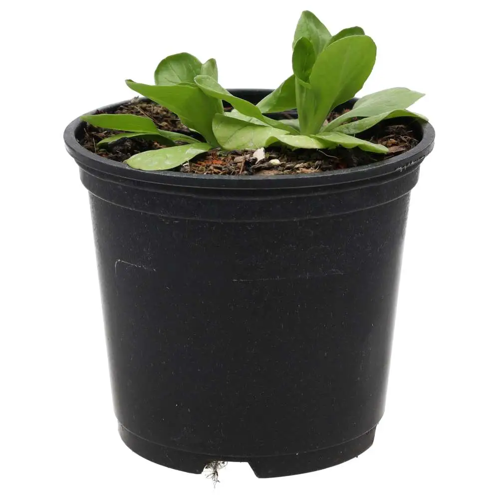 Live Food Plant. Musk Mallow (10cm pot)