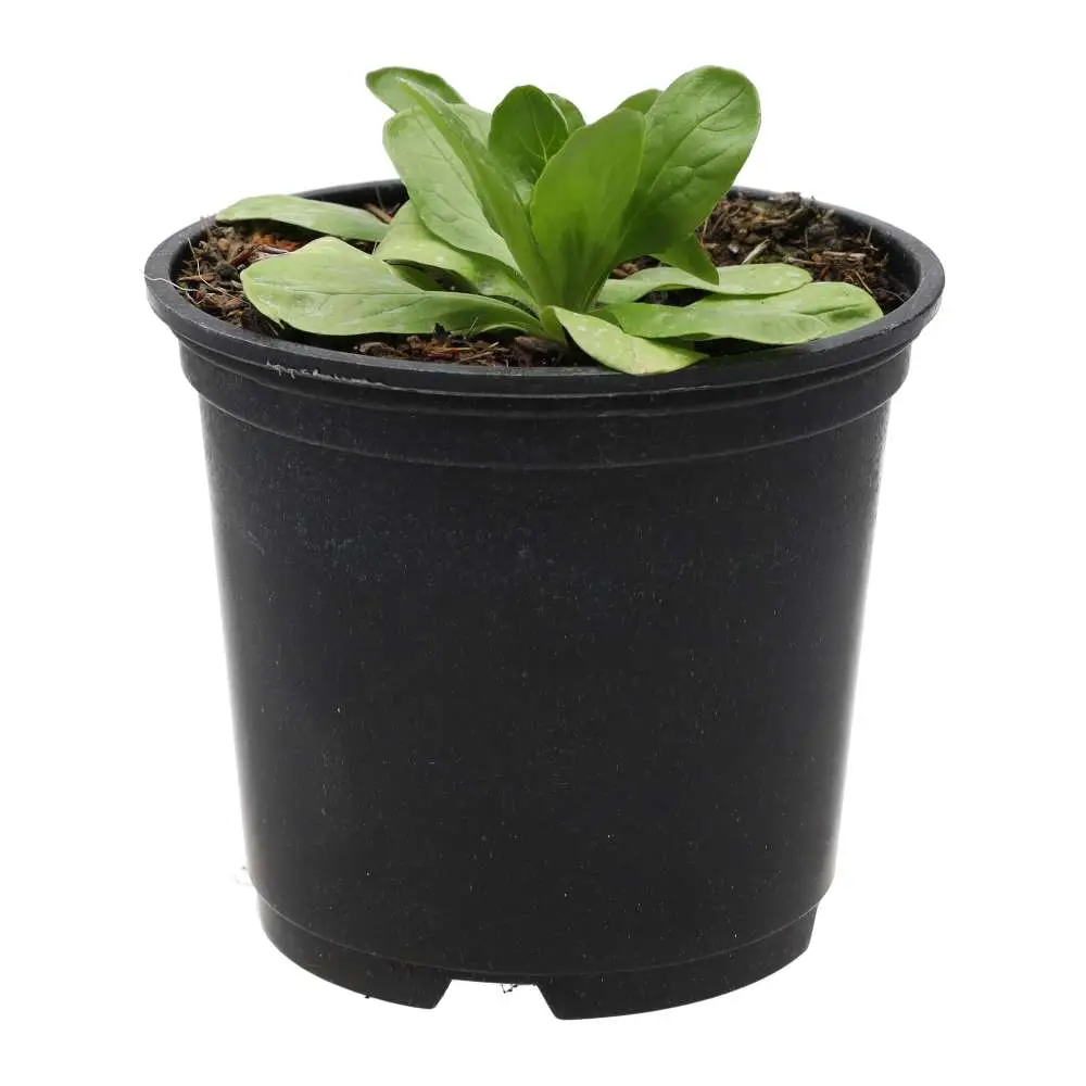 Live Food Plant. Musk Mallow (10cm pot) - Image 2