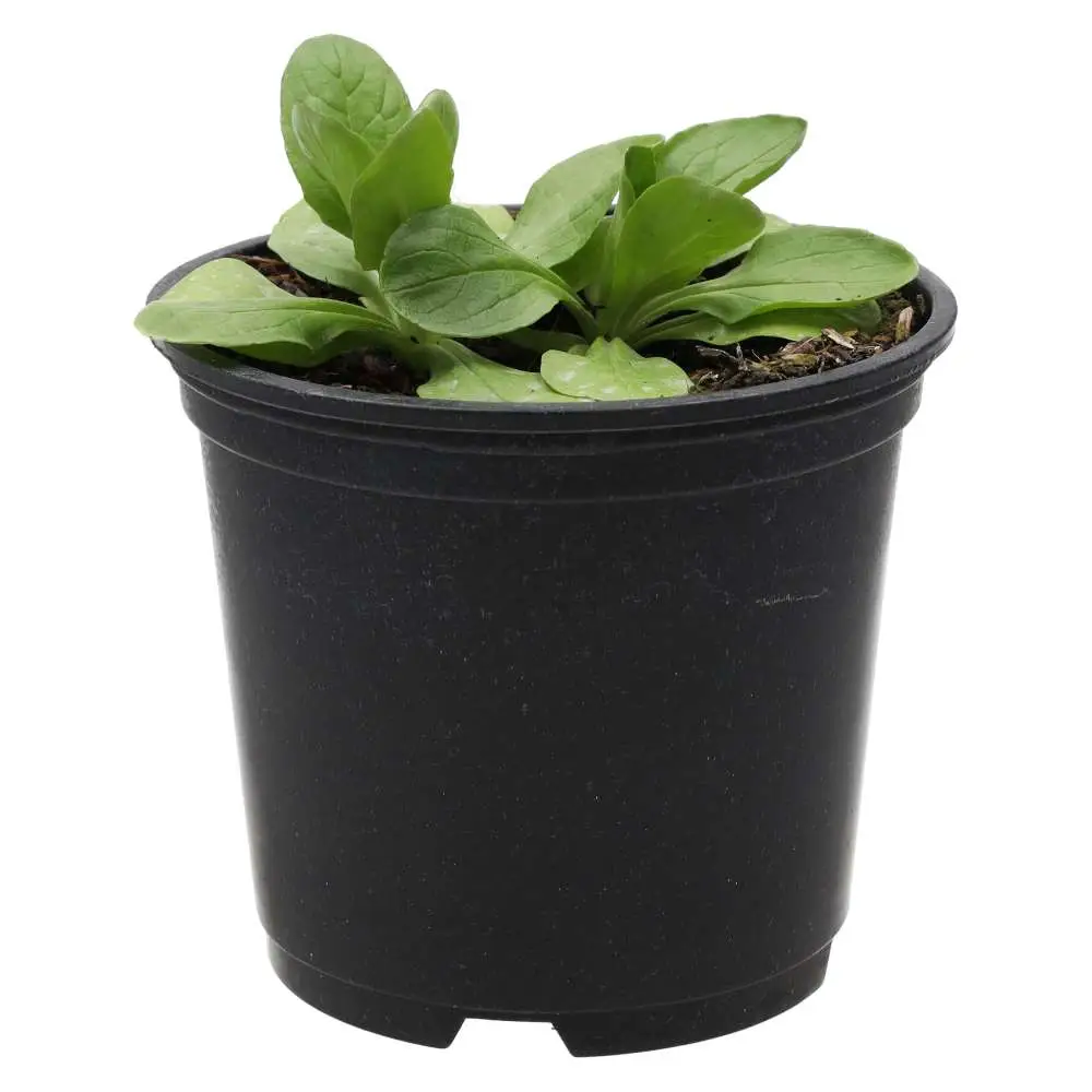 Live Food Plant. Musk Mallow (10cm pot) - Image 3