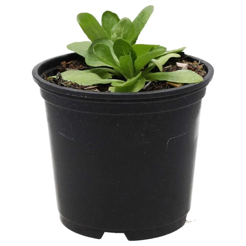 Live Food Plant. Musk Mallow (10cm pot) - Image 4