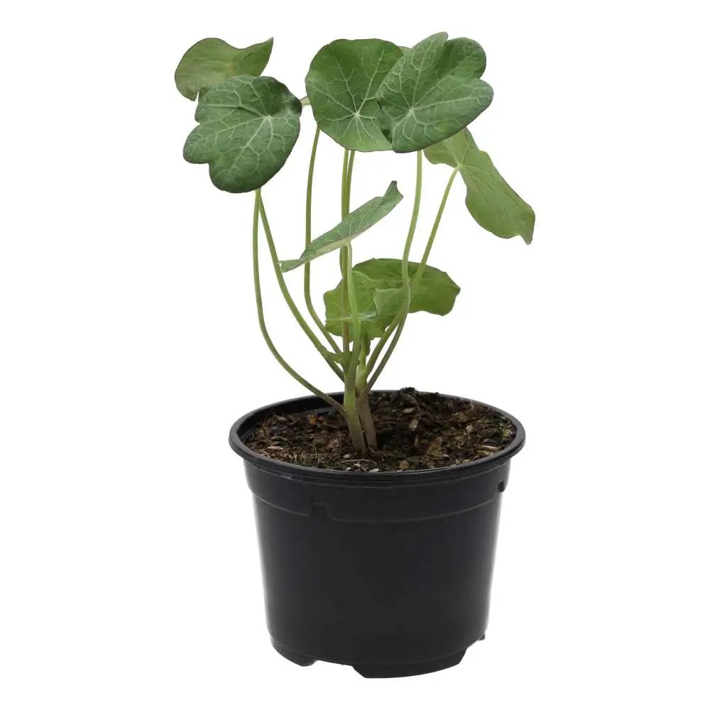 Live Food Plant. Nastrutium (10cm pot)