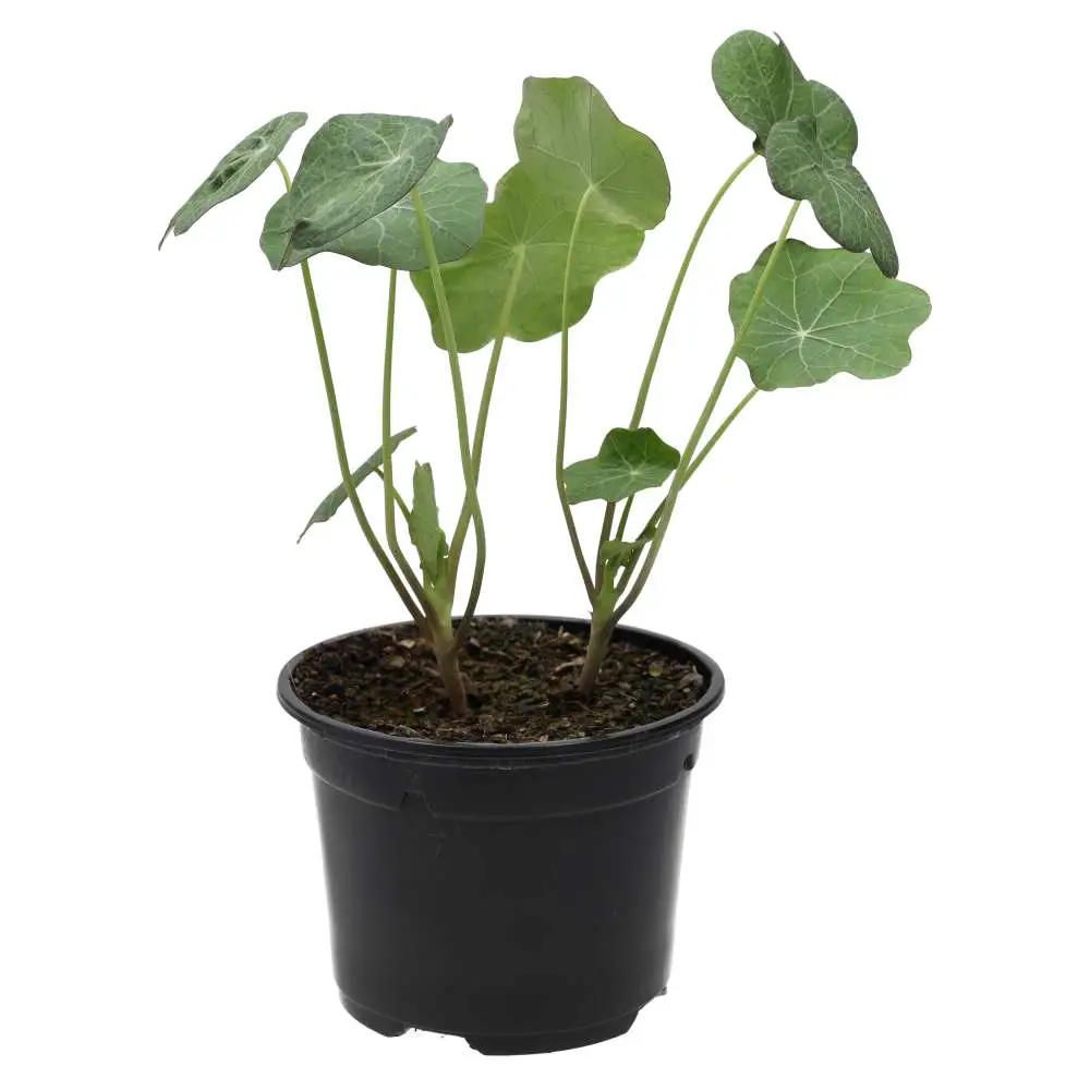 Live Food Plant. Nastrutium (10cm pot) - Image 2