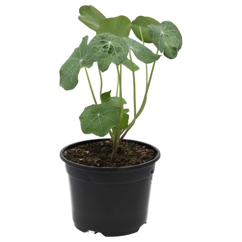 Live Food Plant. Nastrutium (10cm pot) - Image 3