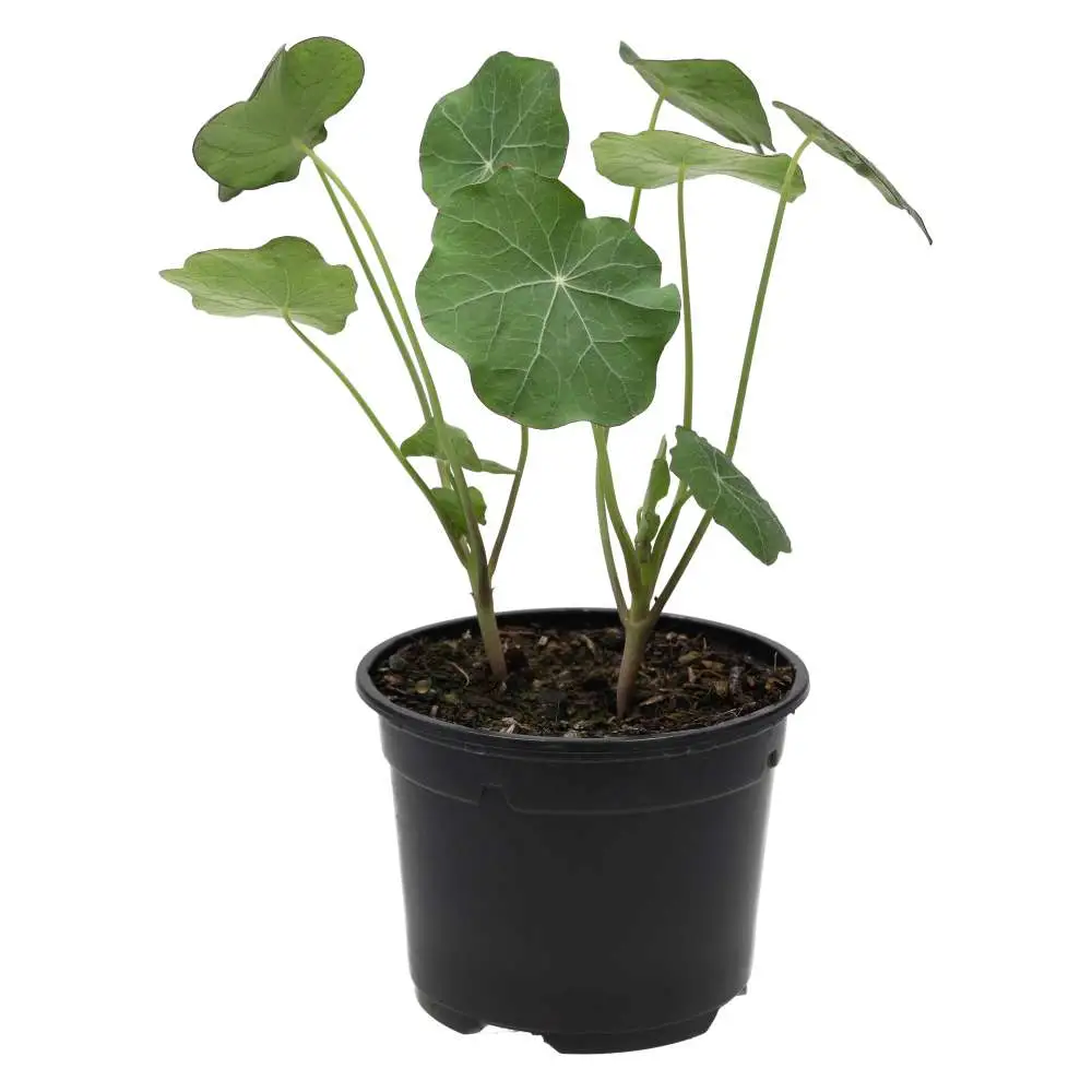 Live Food Plant. Nastrutium (10cm pot) - Image 4