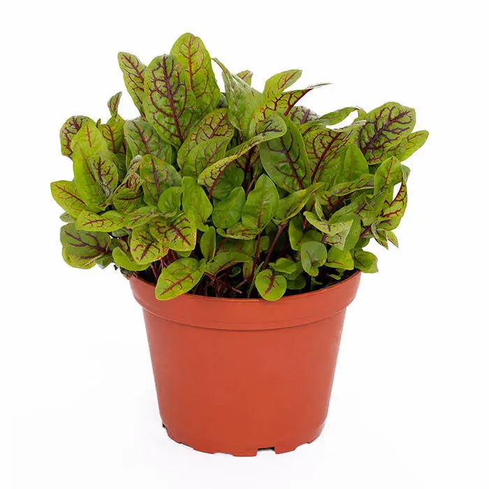 Live Food Plant Red Sorrel 'Red Pixie'