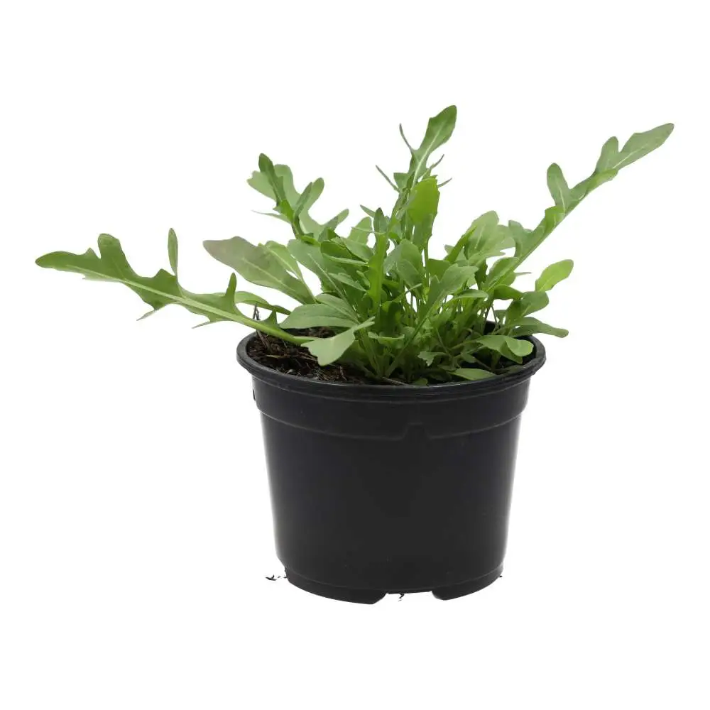 Live Food Plant. Wild rocket (10cm pot)