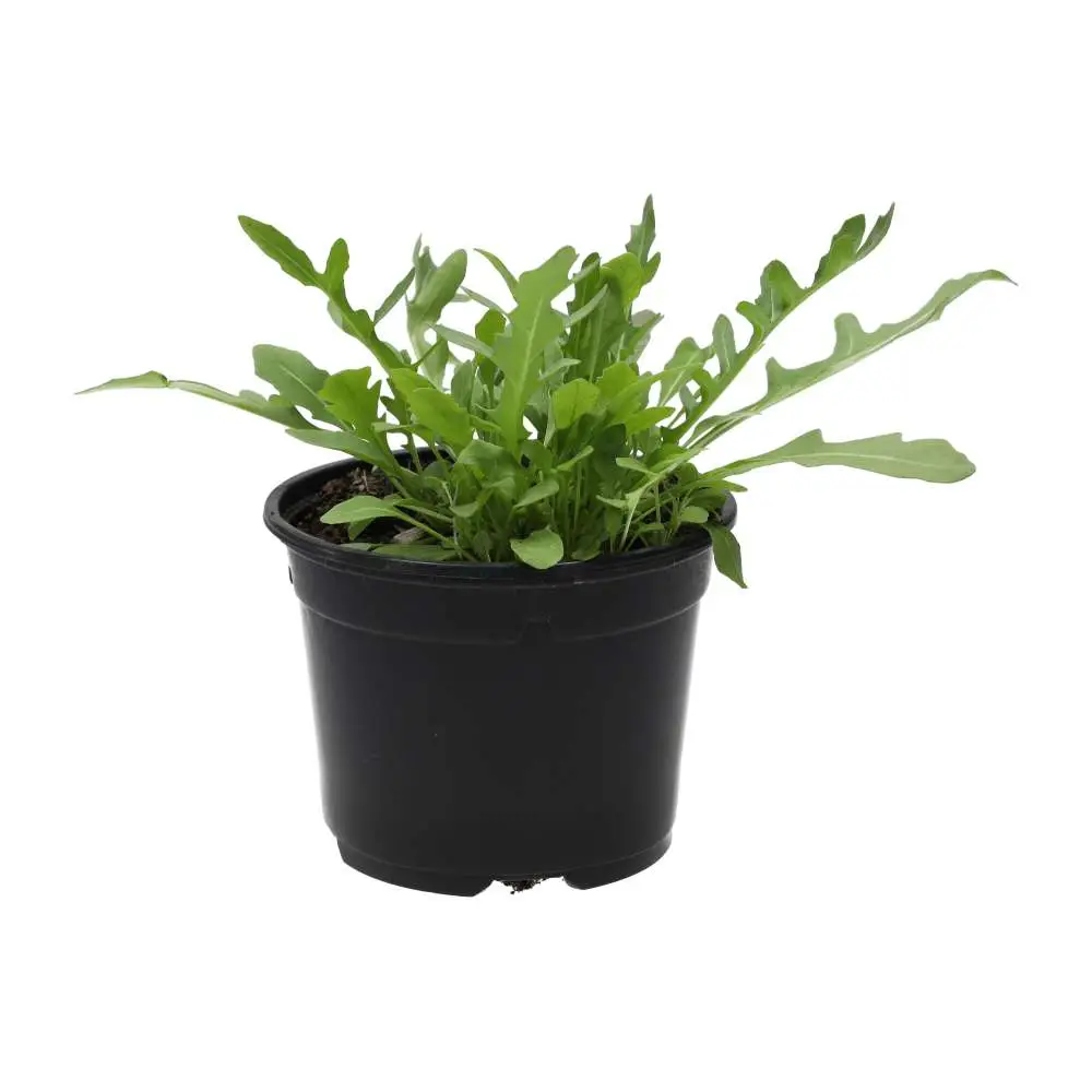 Live Food Plant. Wild rocket (10cm pot) - Image 2