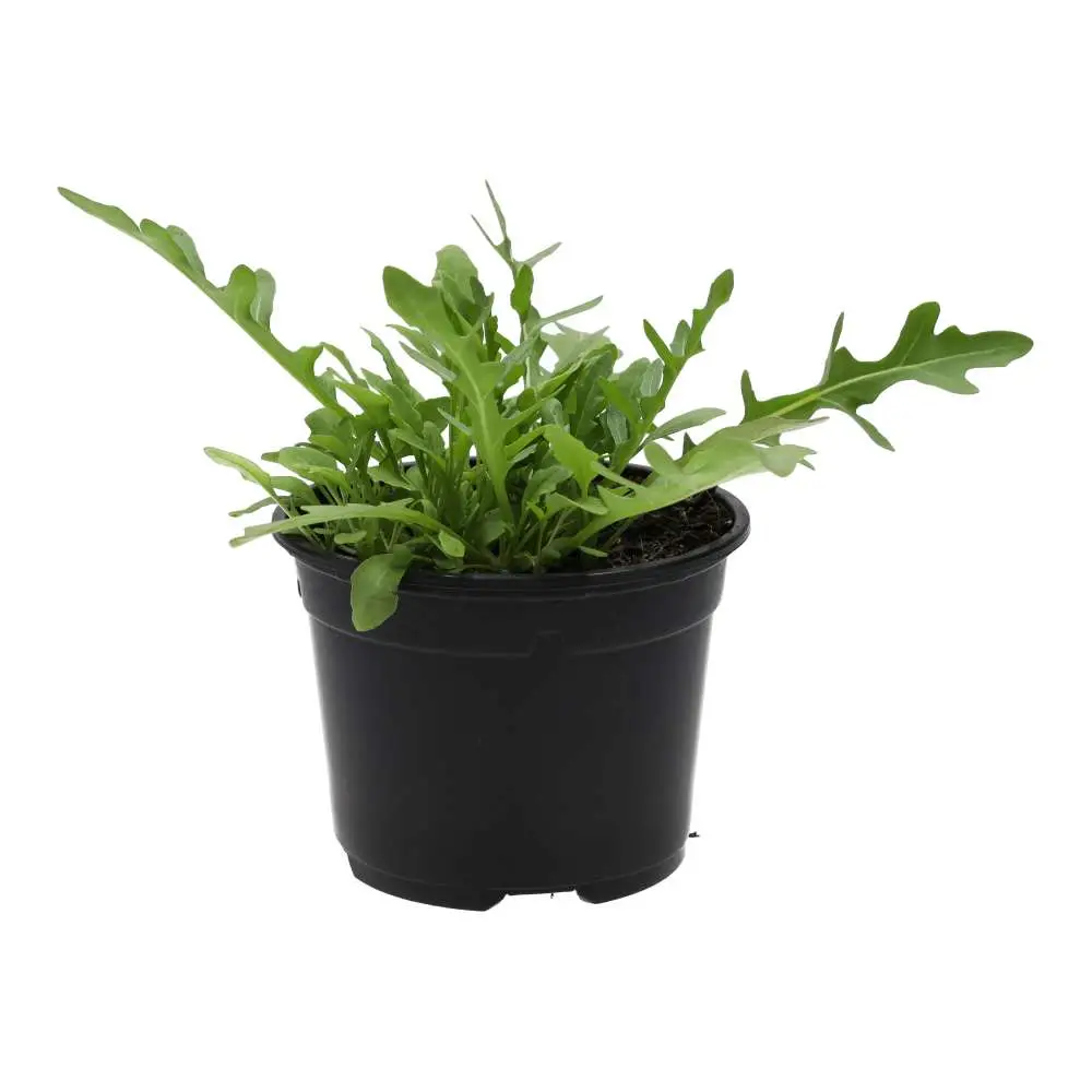 Live Food Plant. Wild rocket (10cm pot) - Image 3