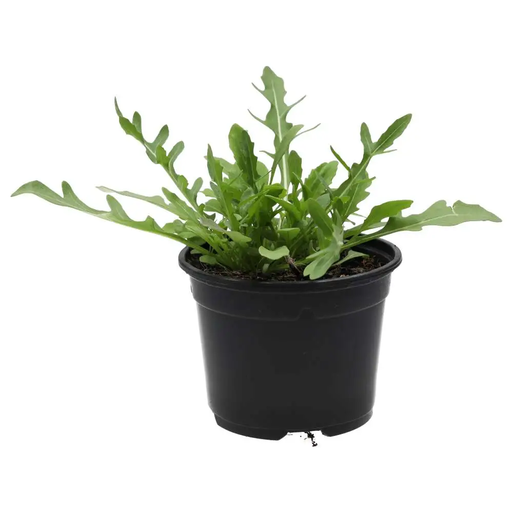 Live Food Plant. Wild rocket (10cm pot) - Image 4