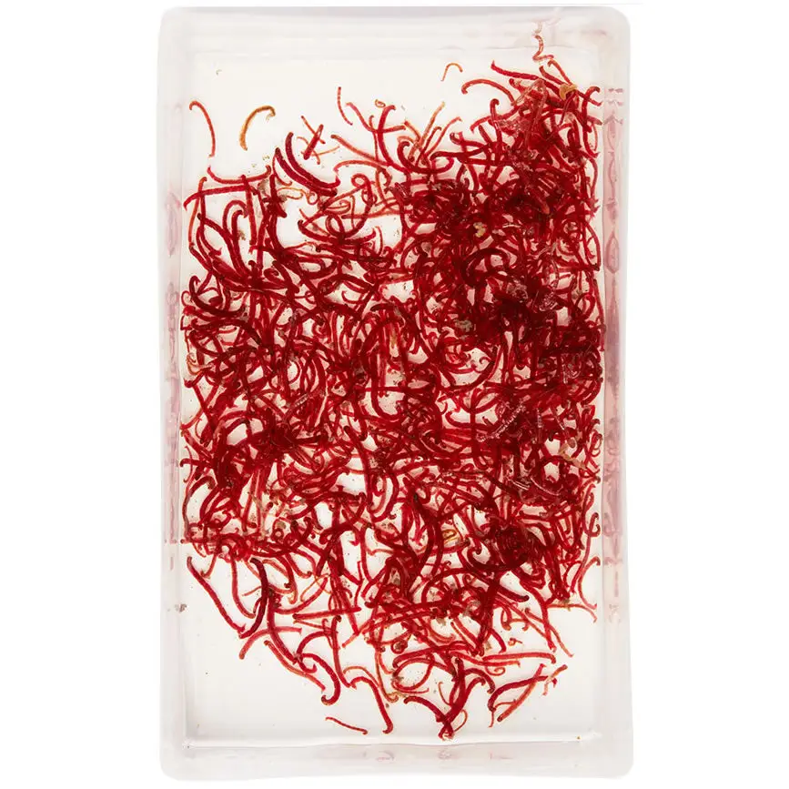 Live Large Bloodworms 100ml