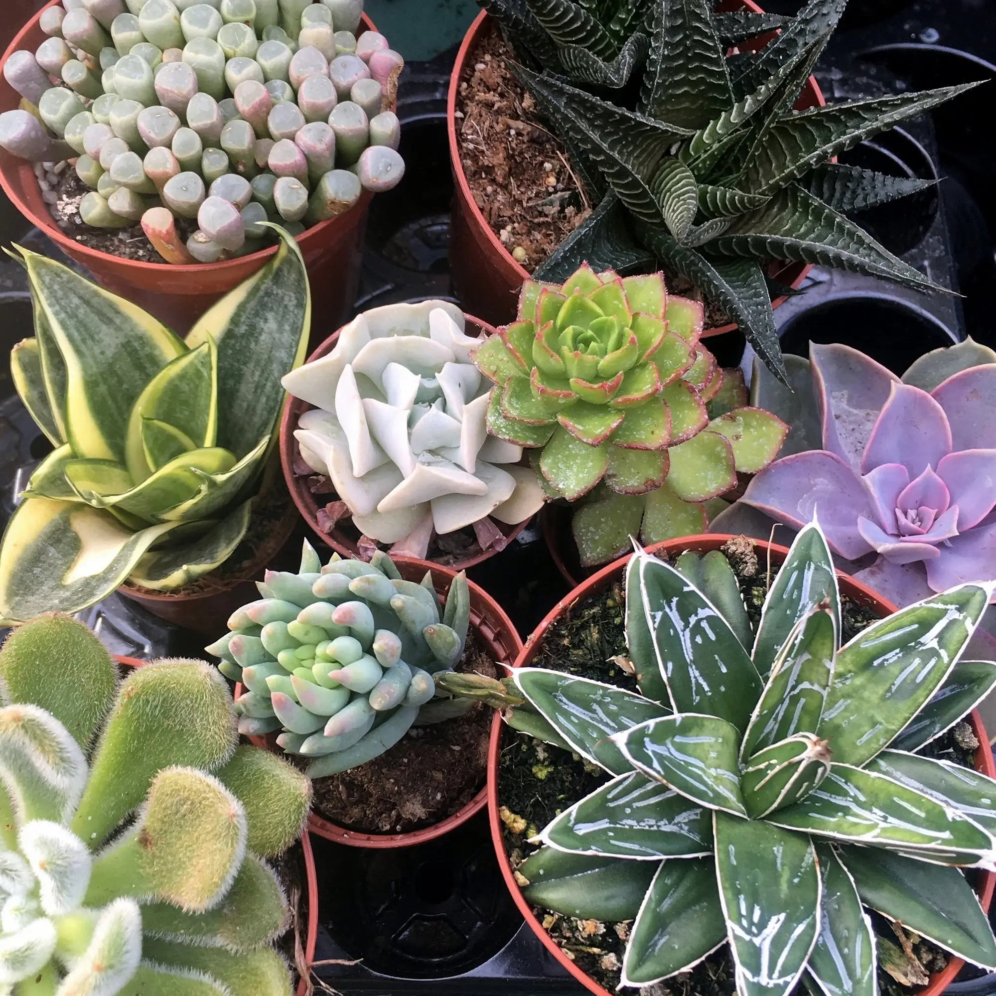 Live Plant Arid Collection - 6 Assorted Plants