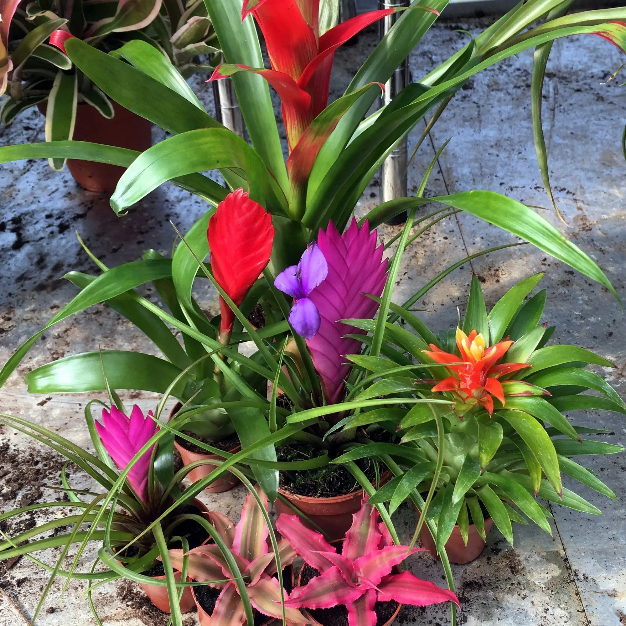 Live Plant Bromeliad collection - 6 Assorted Plants