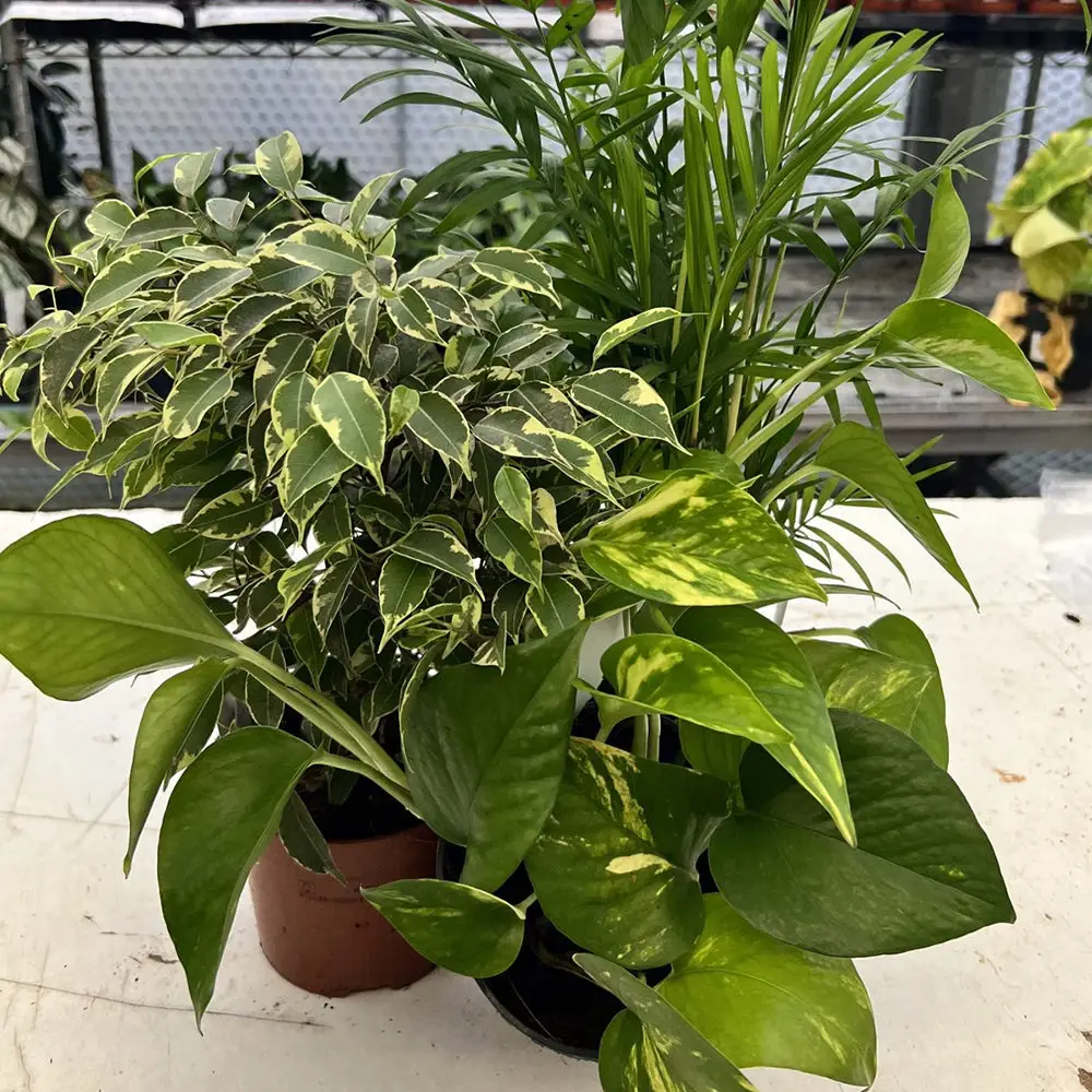 Live Plant Crested Gecko Collection - 3 Assorted Plants