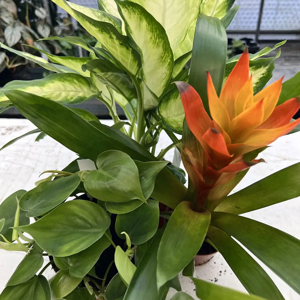Live Plant Tree Frog Collection - 3 Assorted Plants