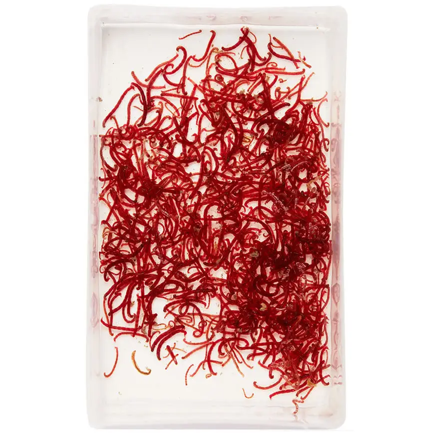 Live Small Bloodworms 100ml