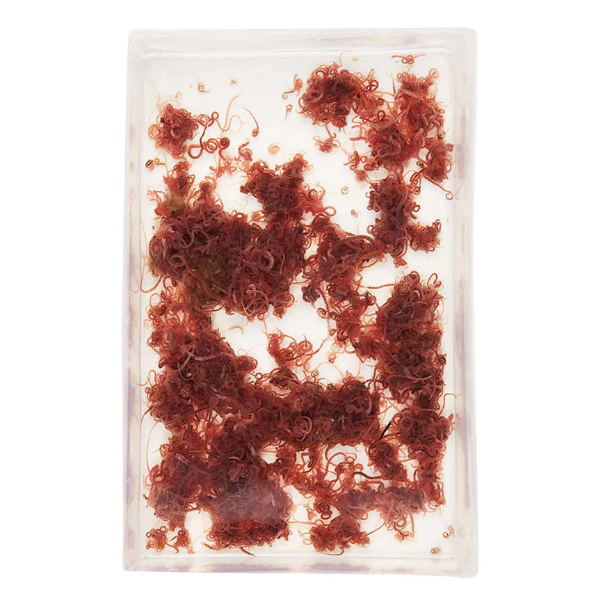 Live Tubifex 100ml - Image 2