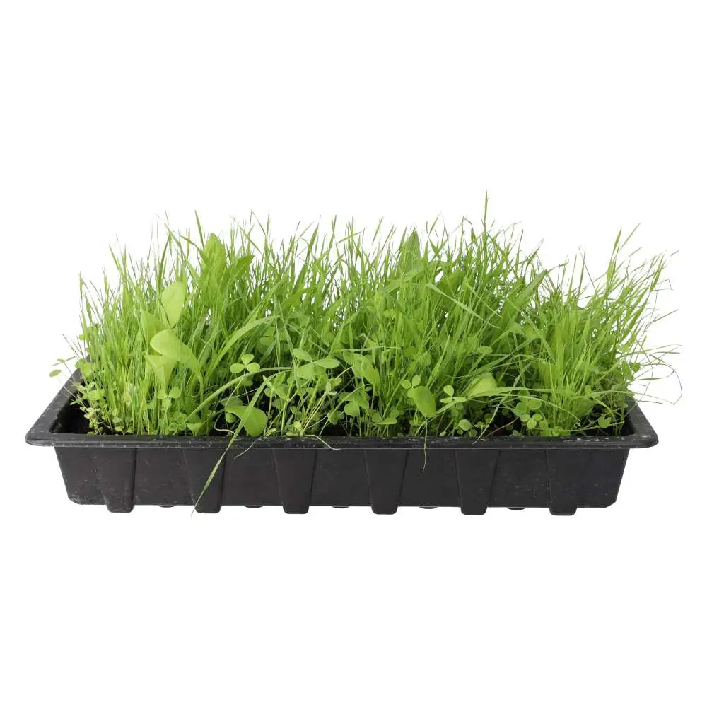 Living Salad Tray Mix - Image 2