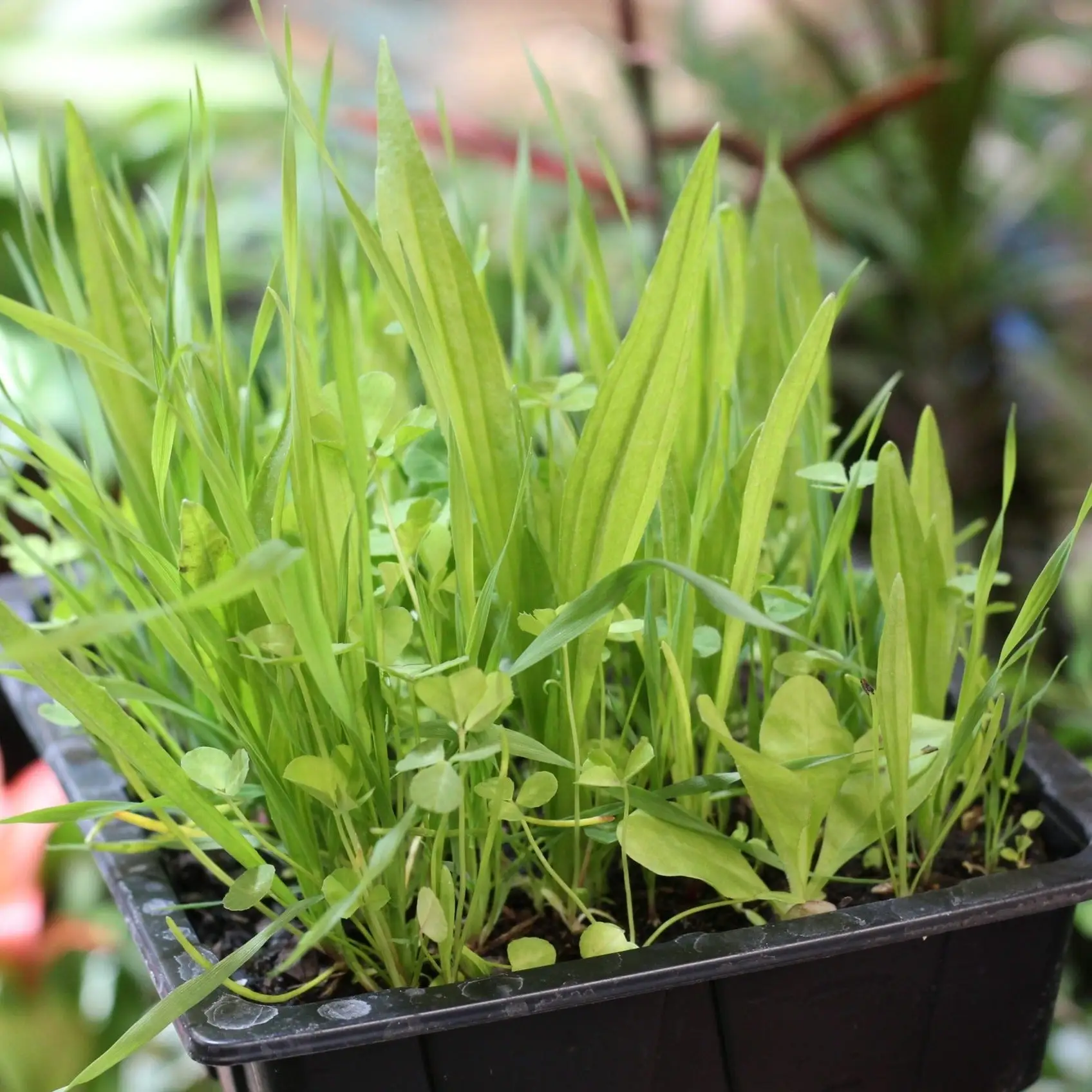 Living Salad Tray Mix - Image 3