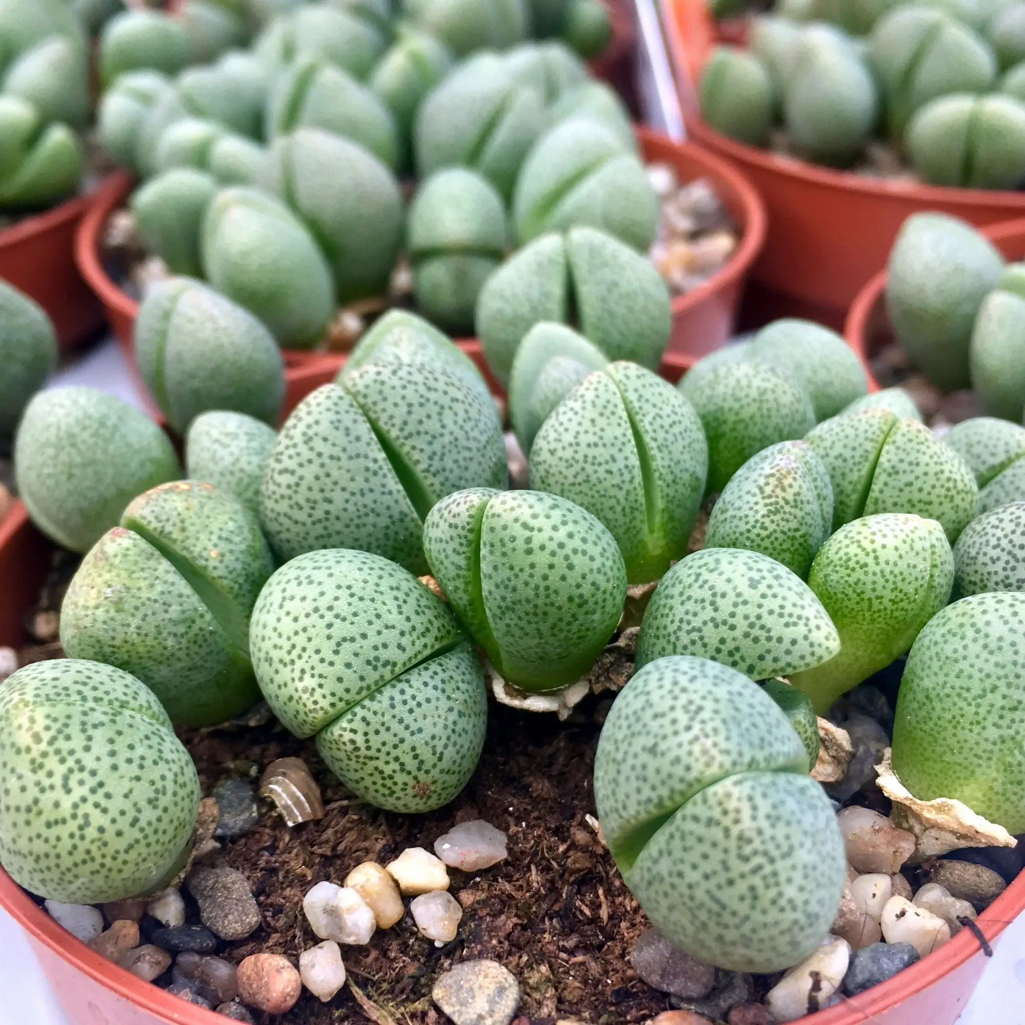 Living Stones (Lithops sp.) - Image 2