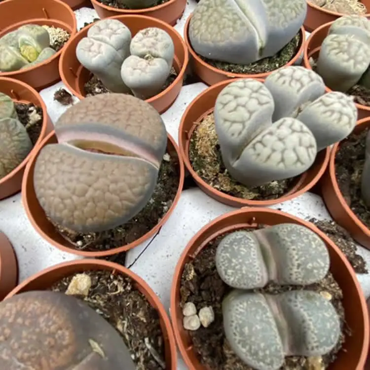 Living Stones (Lithops sp.) - Image 3