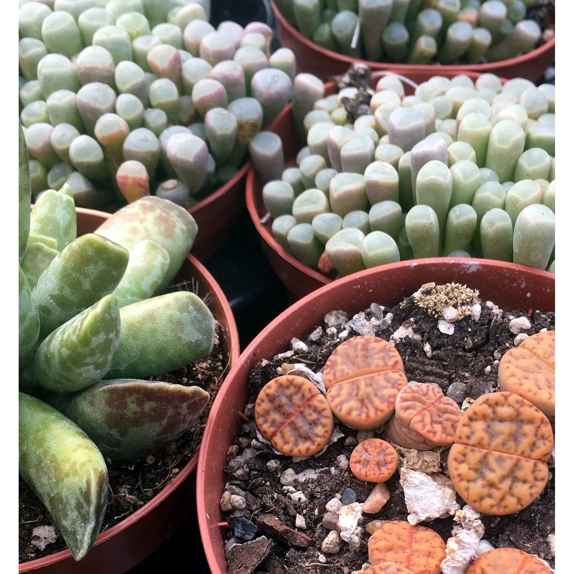 Living Stones (Lithops sp.) - Image 4