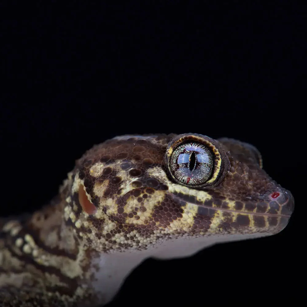 Madagascan Ground Gecko Setup