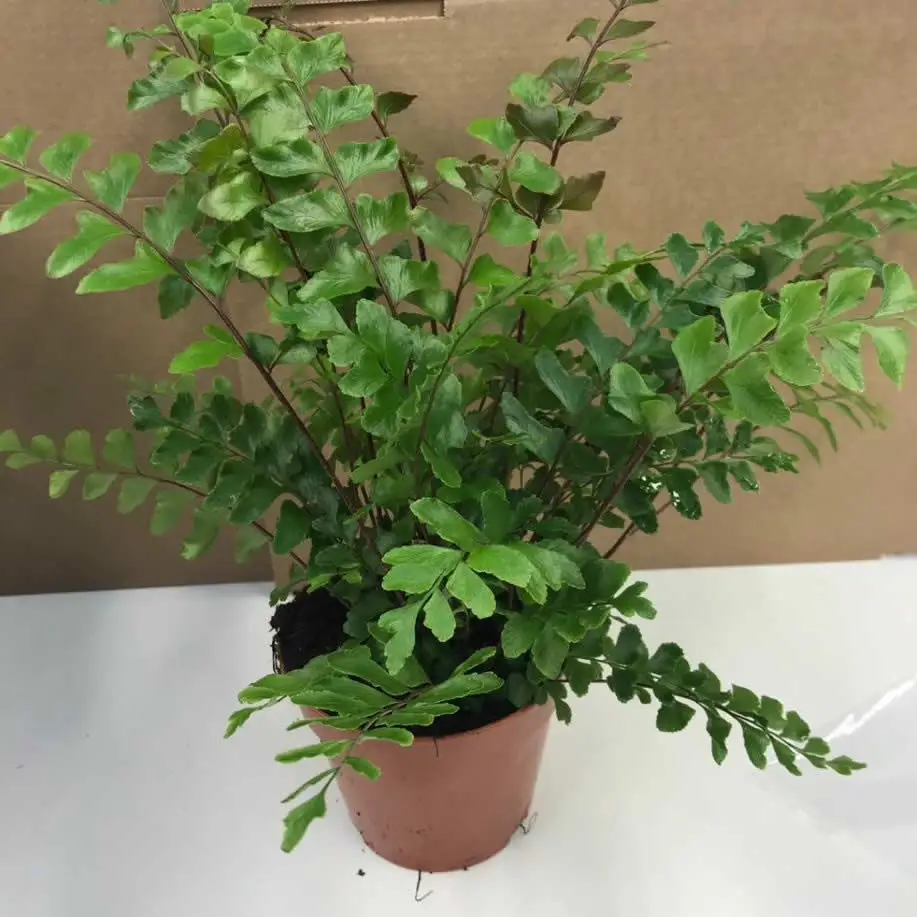 Mahogany Maidenhair Fern (Didymochlaena truncatula)