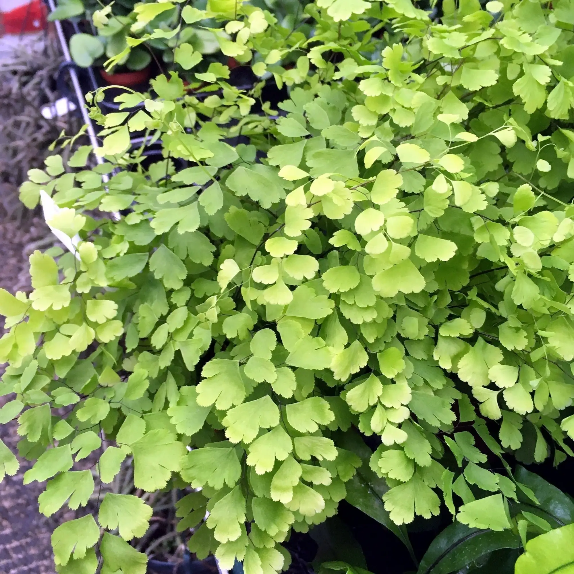 Maidenhair Fern (Adianthum fragans)