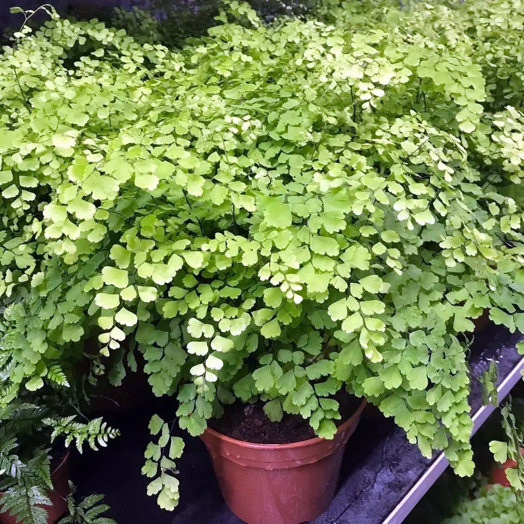 Maidenhair Fern (Adianthum fragans) - Image 2